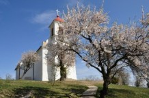 Havihegyi mandulafa az év fája